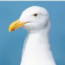 blarg37