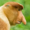 hairyboy8