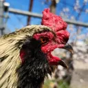 gnumsploitz