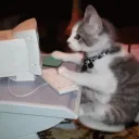 bingbxng