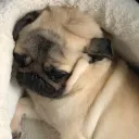 bennypat