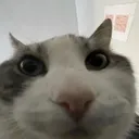hikari3937