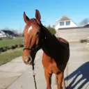donthehorse