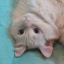 crescelle