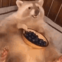 Chompi