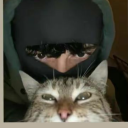 avatar ! Safwan  ♡