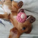 babniks