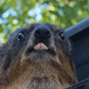 hyraxhub