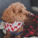 cinderkit5