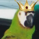 macawkingbird