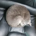 zamrikus