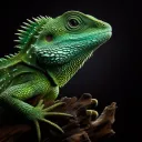 lizardii