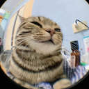 avatar Cat 🐱
