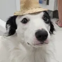 wolfe_br