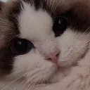 meowmy