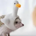 lotsamuffins