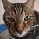 liska