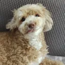 sanizeda