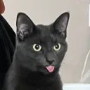 elmwynn