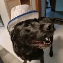 ipinator