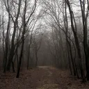 imforest