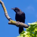 timoris