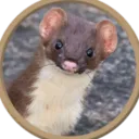 nugelhoff