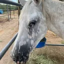 horsey__