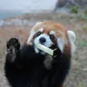 redpandooo