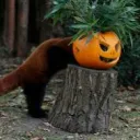 redpandooo
