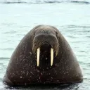 walrus8961