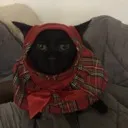 sauycee