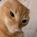 yourfellas