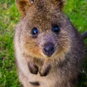 aviationquokka