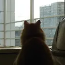 mdzz.