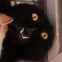 sophiemacaulay