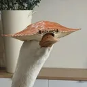 macadaisical