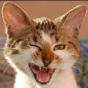 smartcat