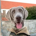 paulochaparro