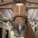 sockmoth