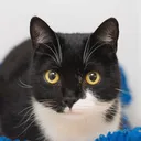 kittyofevil