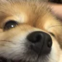 nichogx