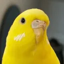 butterbudgie