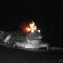 gatorsdaily