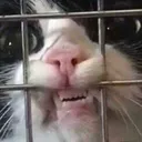 arkontas