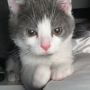 gihosama#0449's avatar