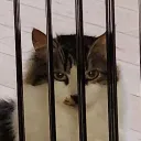 aayu