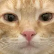 edbro