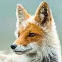 joelfox