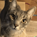 pigeoncat